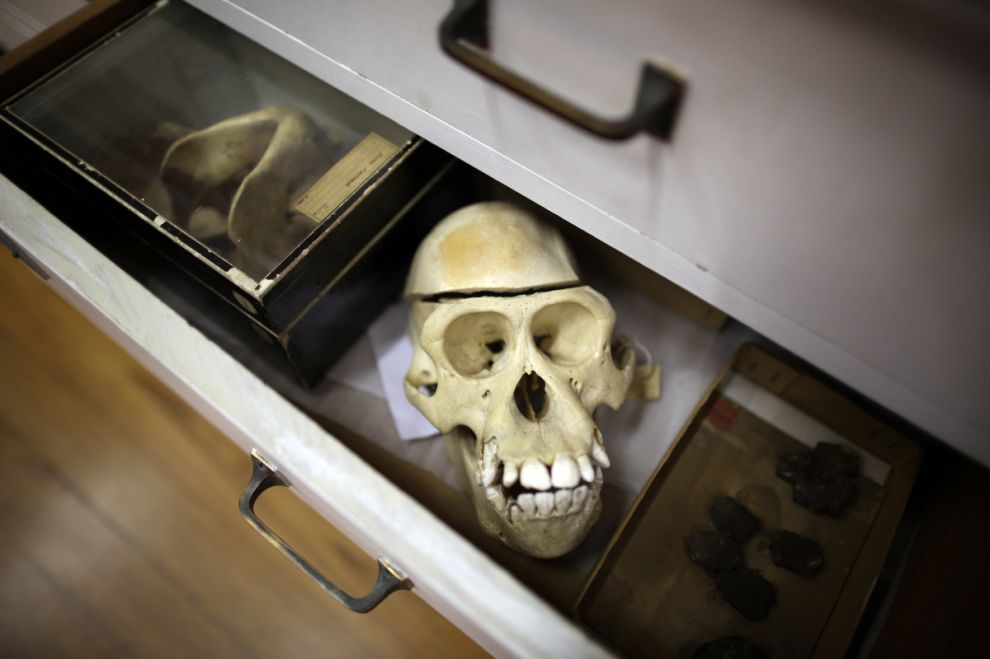 Фотография: Лондонский музей зоологии и сравнительной анатомии Гранта №8 - BigPicture.ru