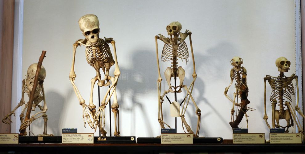 Фотография: Лондонский музей зоологии и сравнительной анатомии Гранта №9 - BigPicture.ru