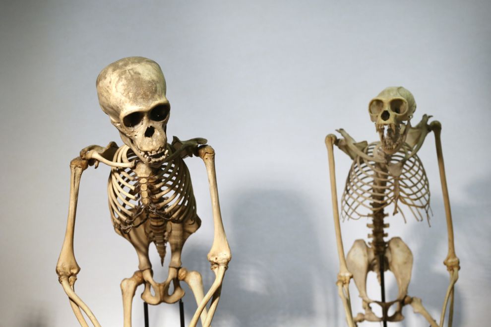 Фотография: Лондонский музей зоологии и сравнительной анатомии Гранта №10 - BigPicture.ru