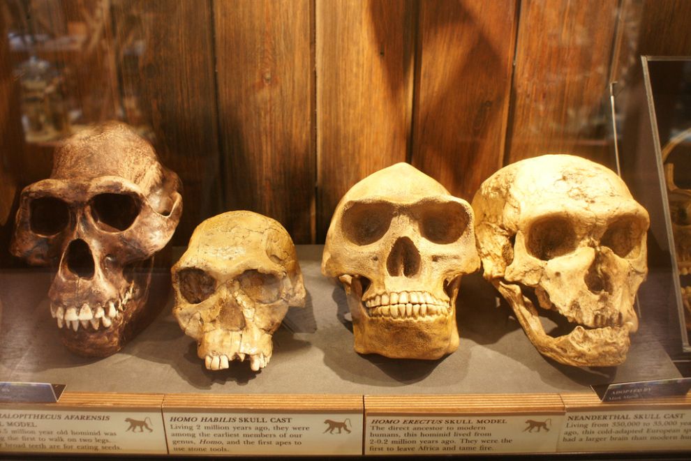 Фотография: Лондонский музей зоологии и сравнительной анатомии Гранта №12 - BigPicture.ru
