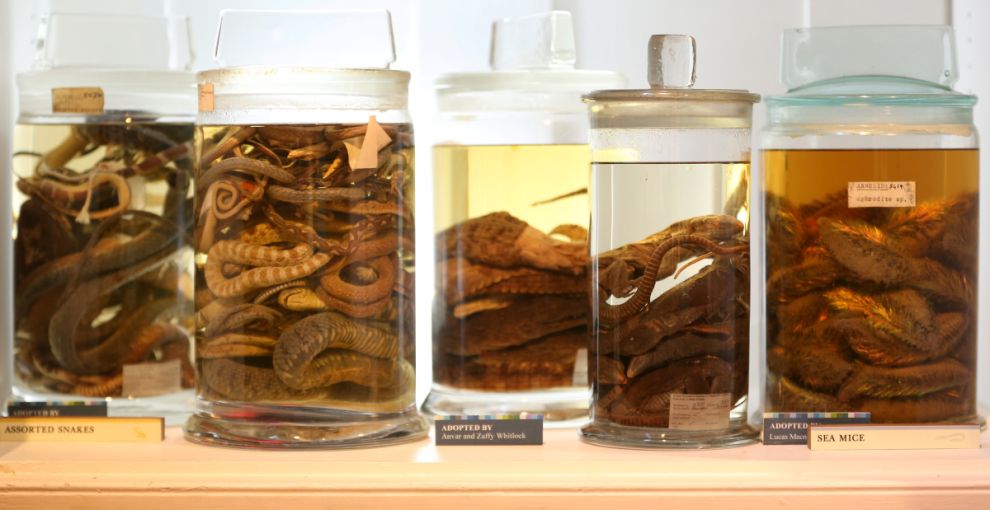 Фотография: Лондонский музей зоологии и сравнительной анатомии Гранта №14 - BigPicture.ru