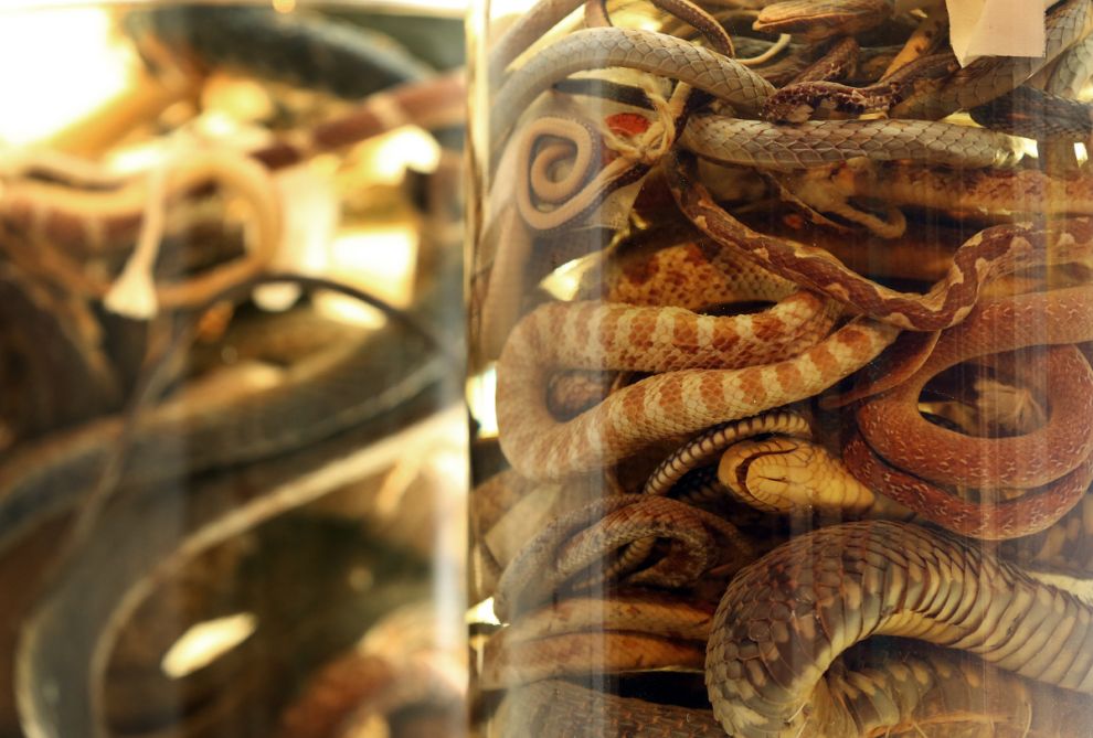 Фотография: Лондонский музей зоологии и сравнительной анатомии Гранта №15 - BigPicture.ru