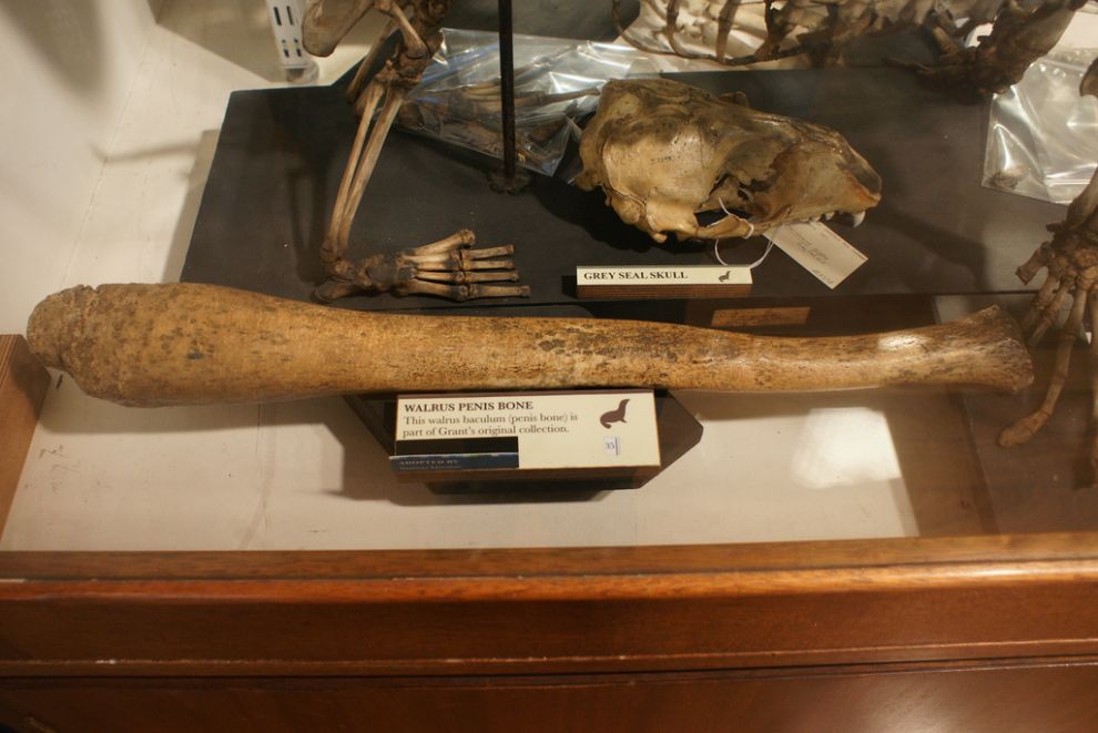 Фотография: Лондонский музей зоологии и сравнительной анатомии Гранта №20 - BigPicture.ru
