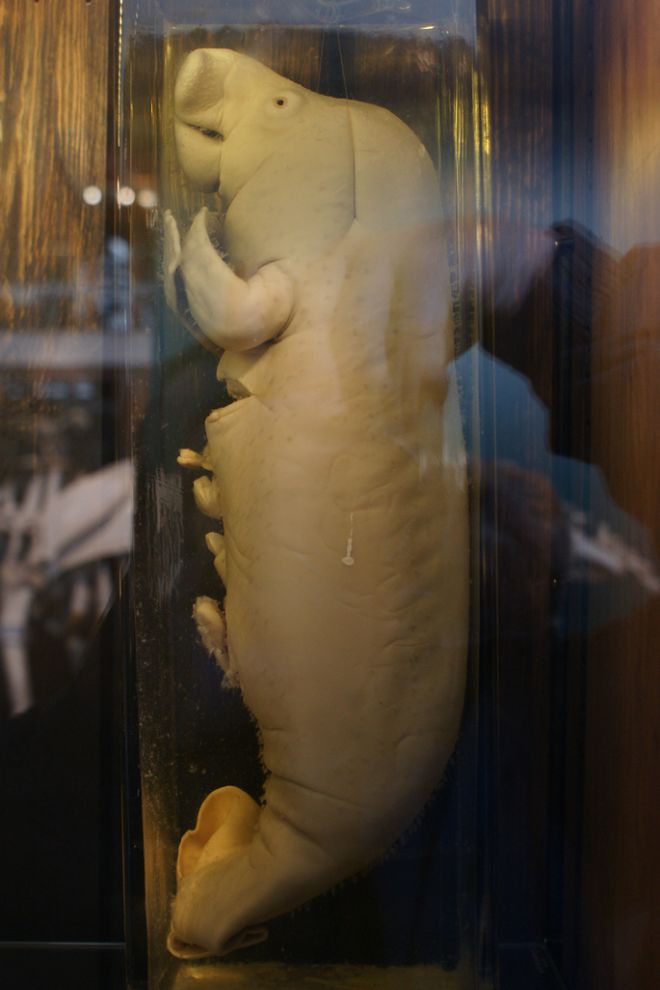 Фотография: Лондонский музей зоологии и сравнительной анатомии Гранта №21 - BigPicture.ru