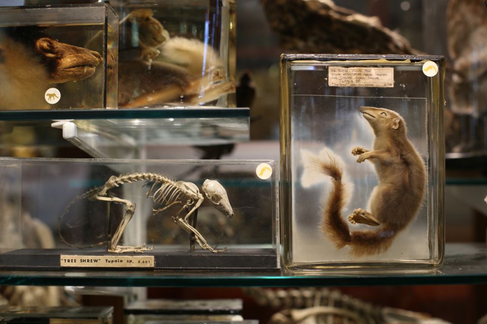 Фотография: Лондонский музей зоологии и сравнительной анатомии Гранта №25 - BigPicture.ru