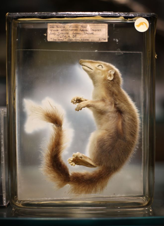 Фотография: Лондонский музей зоологии и сравнительной анатомии Гранта №26 - BigPicture.ru