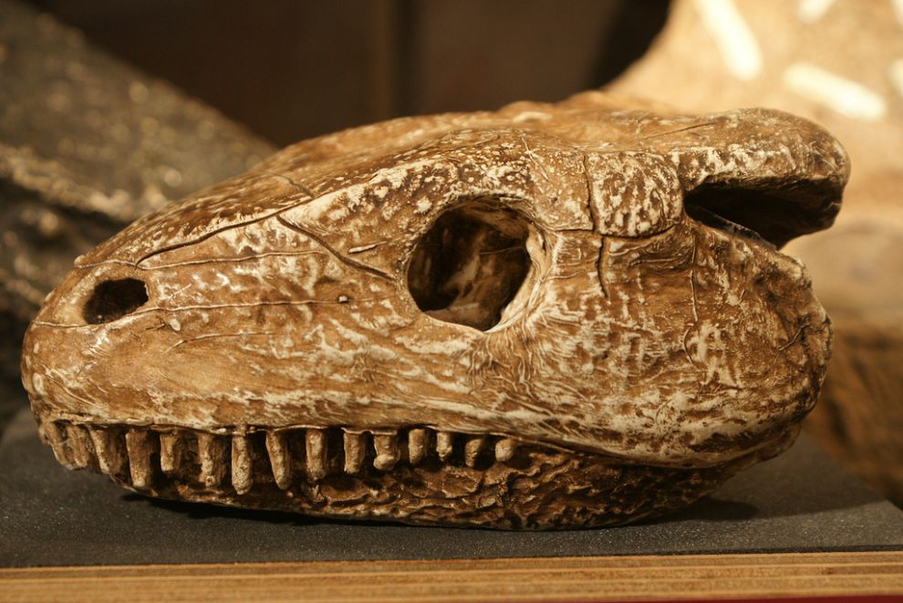 Фотография: Лондонский музей зоологии и сравнительной анатомии Гранта №27 - BigPicture.ru