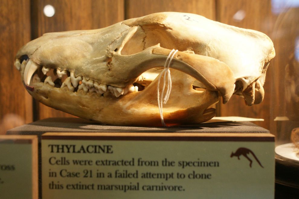 Фотография: Лондонский музей зоологии и сравнительной анатомии Гранта №28 - BigPicture.ru