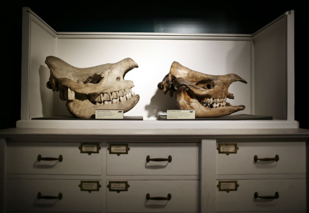 Фотография: Лондонский музей зоологии и сравнительной анатомии Гранта №29 - BigPicture.ru