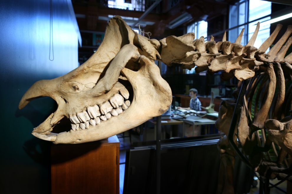 Фотография: Лондонский музей зоологии и сравнительной анатомии Гранта №30 - BigPicture.ru