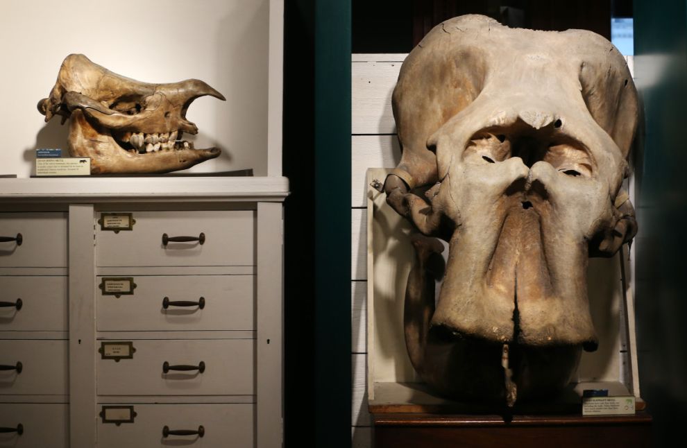 Фотография: Лондонский музей зоологии и сравнительной анатомии Гранта №31 - BigPicture.ru