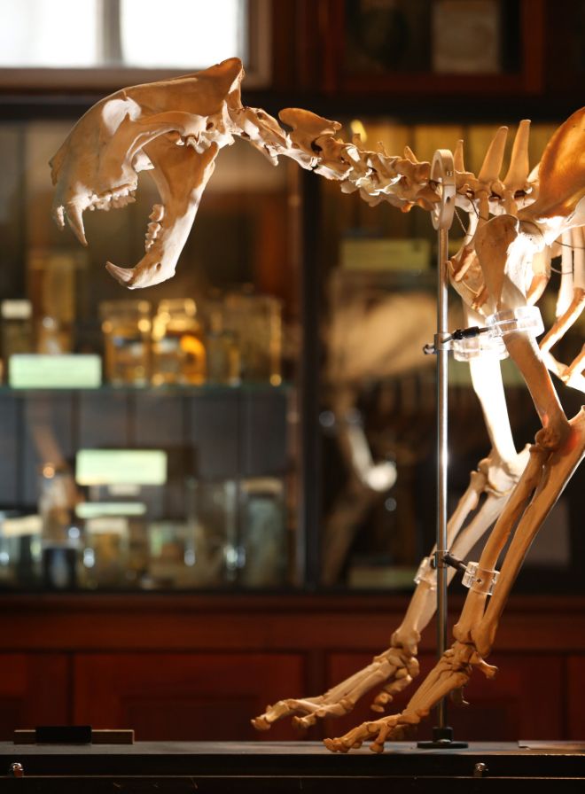 Фотография: Лондонский музей зоологии и сравнительной анатомии Гранта №33 - BigPicture.ru