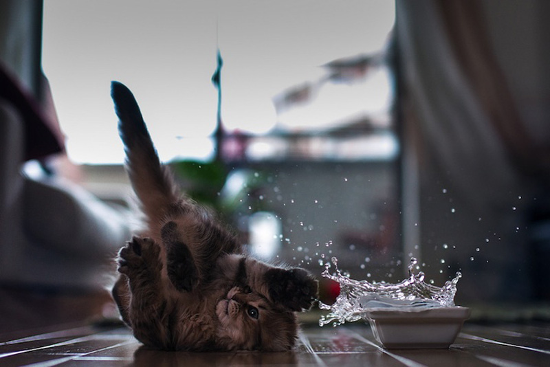 Фотография: Самый милый котенок на Земле №4 - BigPicture.ru