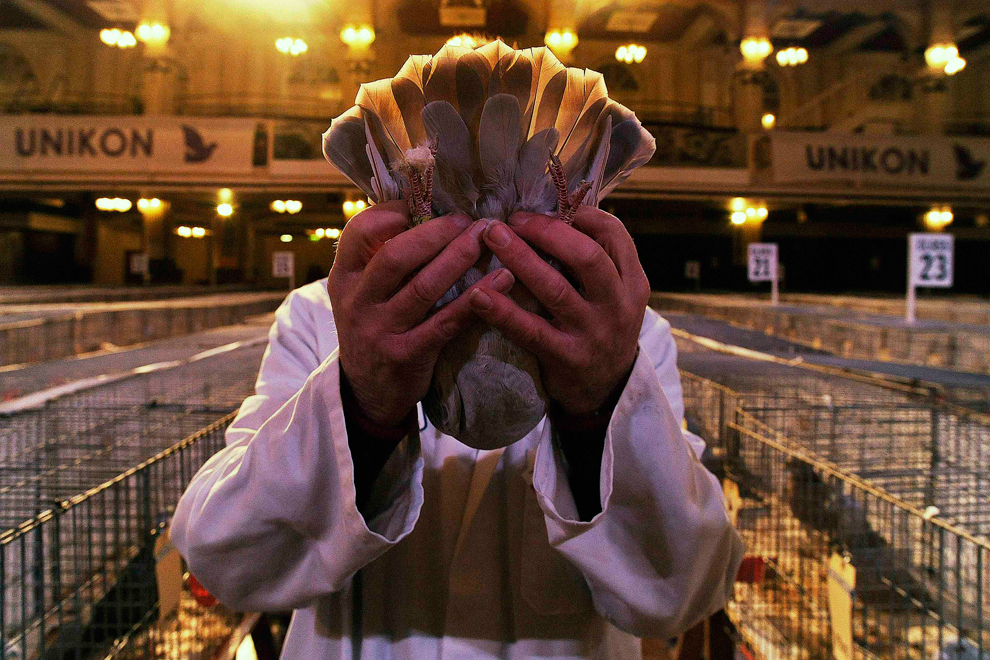 Фотография: Британские любители голубей №3 - BigPicture.ru