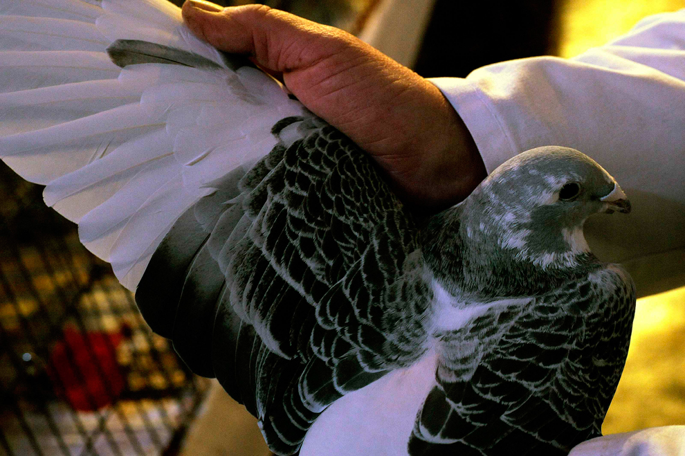 Фотография: Британские любители голубей №5 - BigPicture.ru