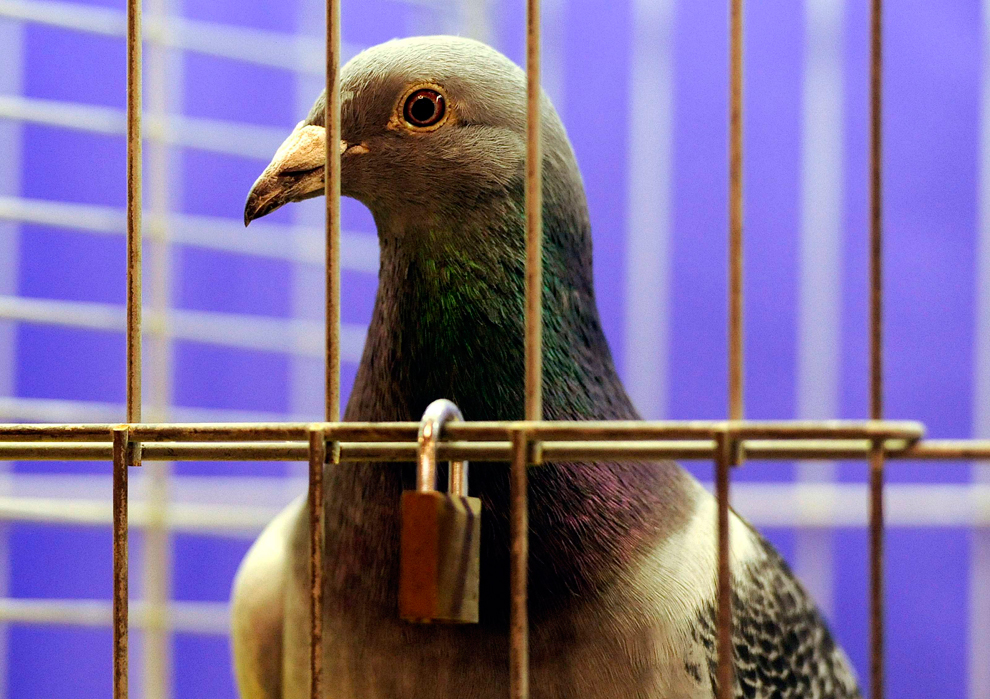 Фотография: Британские любители голубей №7 - BigPicture.ru
