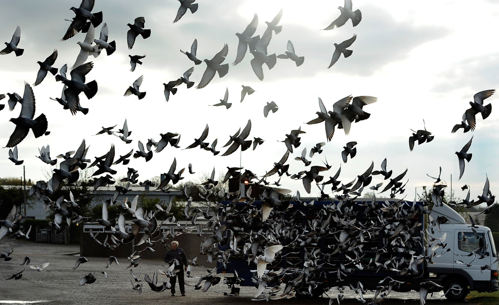 Фотография: Британские любители голубей №14 - BigPicture.ru