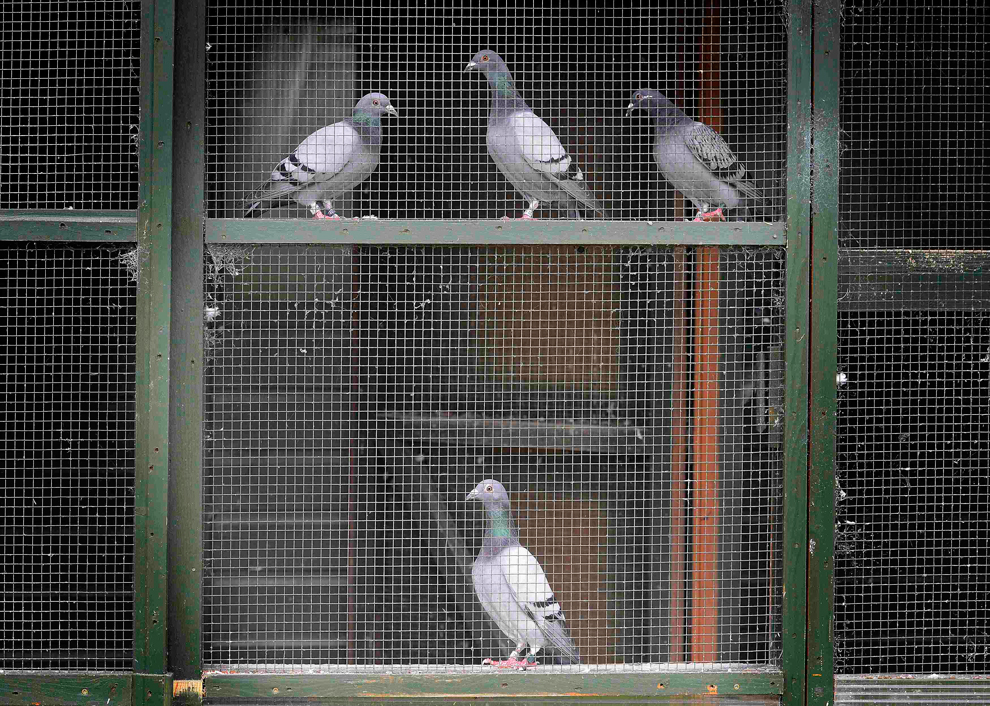 Фотография: Британские любители голубей №23 - BigPicture.ru