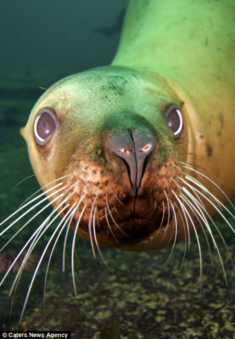 Фотография: На что уставился? - Морской лев и его отражение №5 - BigPicture.ru