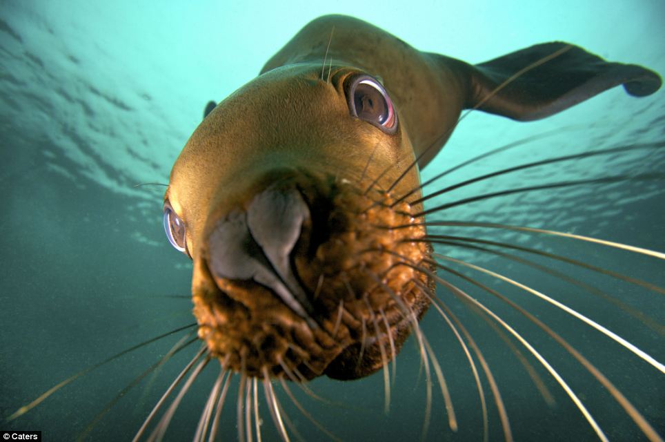 Фотография: На что уставился? - Морской лев и его отражение №8 - BigPicture.ru