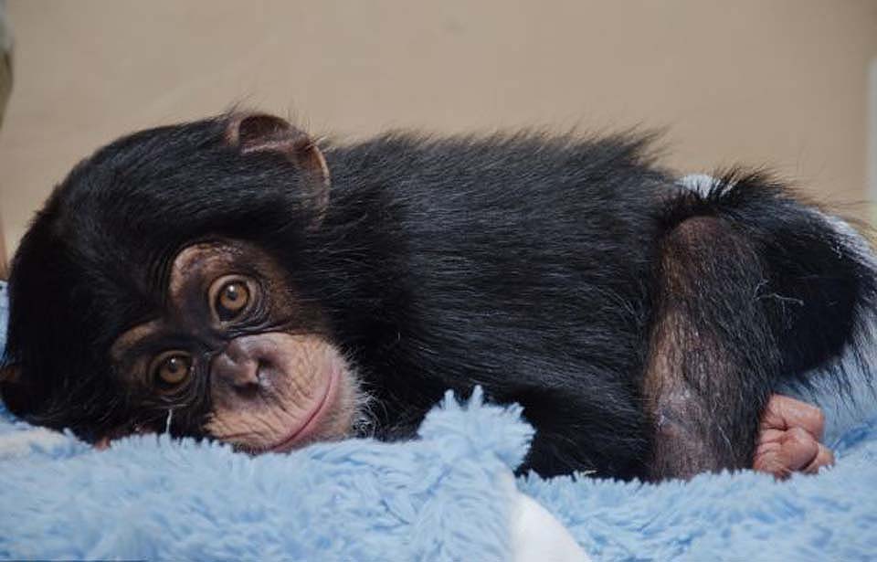 Фотография: Детенышу шимпанзе нашли приемную маму №2 - BigPicture.ru