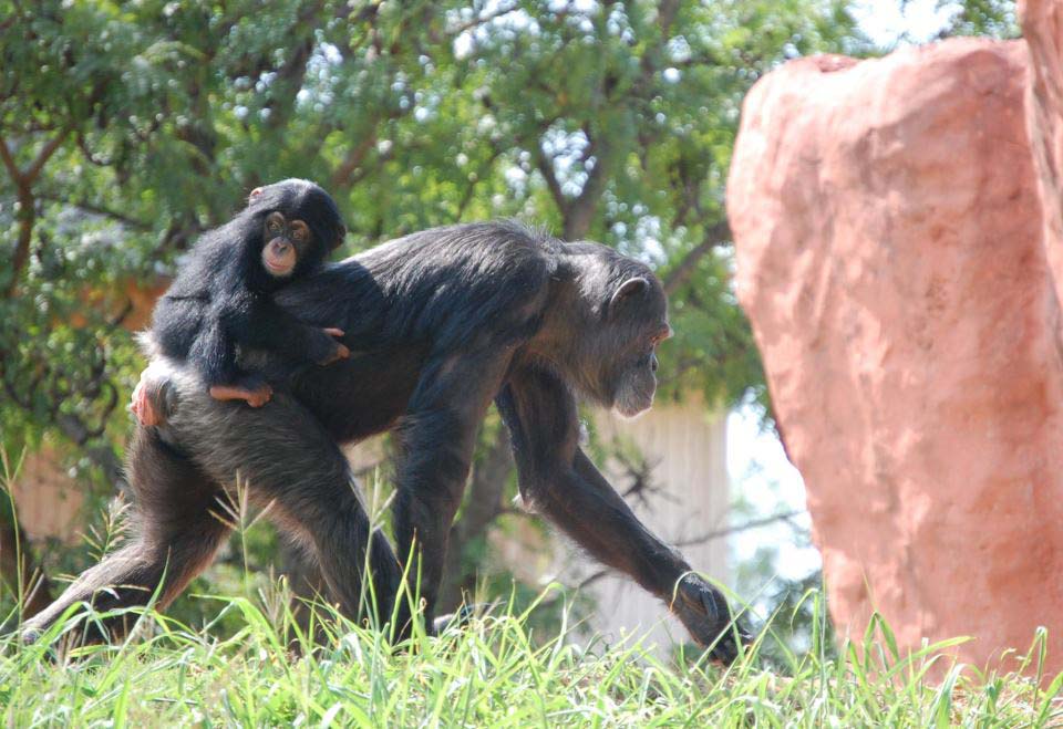 Фотография: Детенышу шимпанзе нашли приемную маму №12 - BigPicture.ru