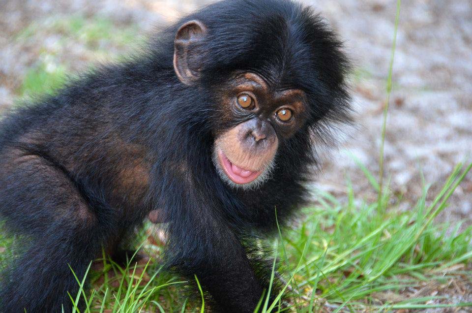 Фотография: Детенышу шимпанзе нашли приемную маму №13 - BigPicture.ru