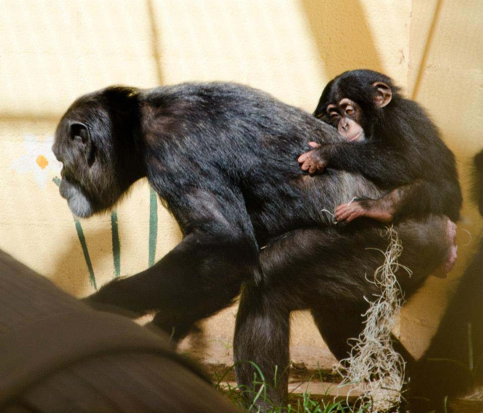 Фотография: Детенышу шимпанзе нашли приемную маму №14 - BigPicture.ru