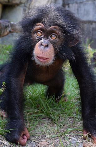 Фотография: Детенышу шимпанзе нашли приемную маму №3 - BigPicture.ru