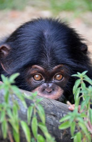 Фотография: Детенышу шимпанзе нашли приемную маму №4 - BigPicture.ru