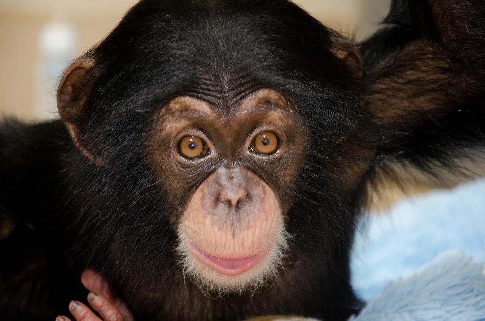 Фотография: Детенышу шимпанзе нашли приемную маму №5 - BigPicture.ru