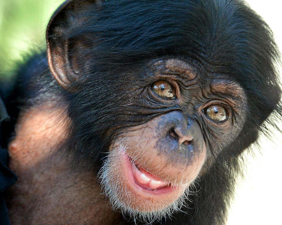Фотография: Детенышу шимпанзе нашли приемную маму №6 - BigPicture.ru