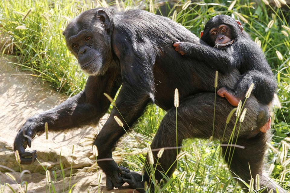 Фотография: Детенышу шимпанзе нашли приемную маму №7 - BigPicture.ru