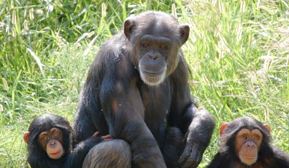 Фотография: Детенышу шимпанзе нашли приемную маму №8 - BigPicture.ru