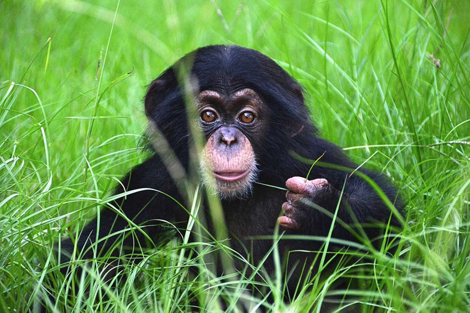 Фотография: Детенышу шимпанзе нашли приемную маму №9 - BigPicture.ru