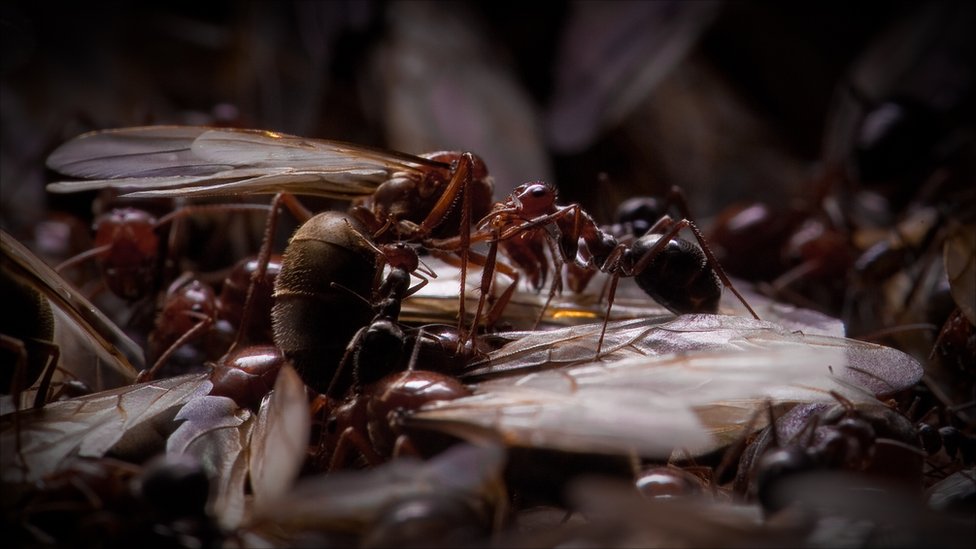 Фотография: Медовые муравьи №3 - BigPicture.ru
