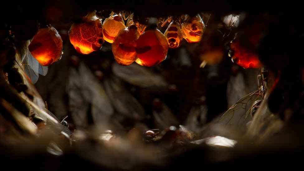 Фотография: Медовые муравьи №4 - BigPicture.ru
