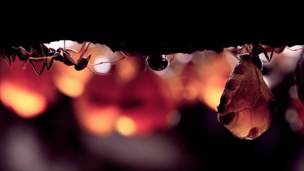 Фотография: Медовые муравьи №8 - BigPicture.ru