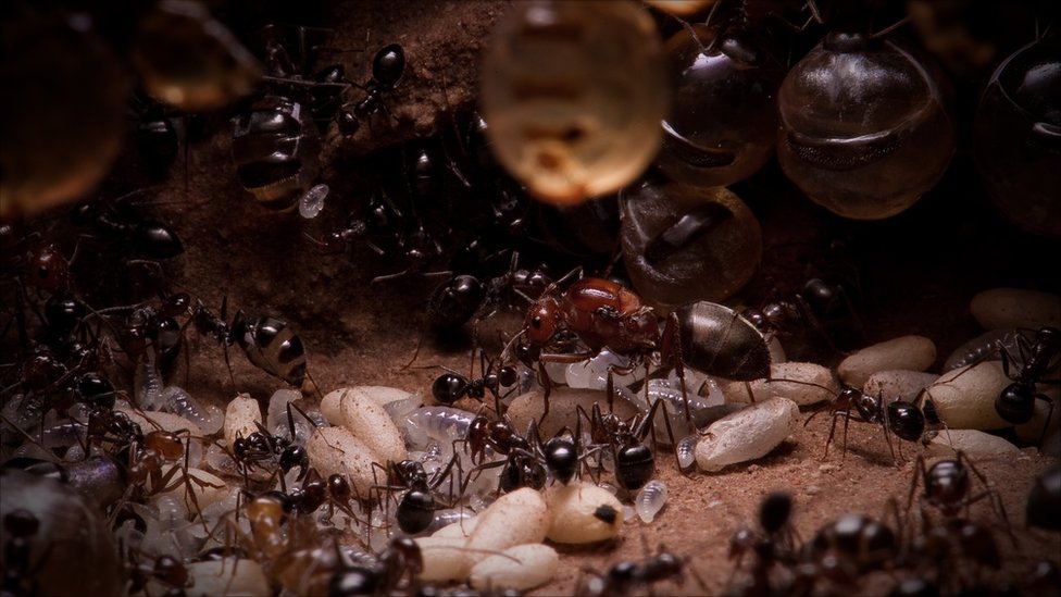 Фотография: Медовые муравьи №10 - BigPicture.ru