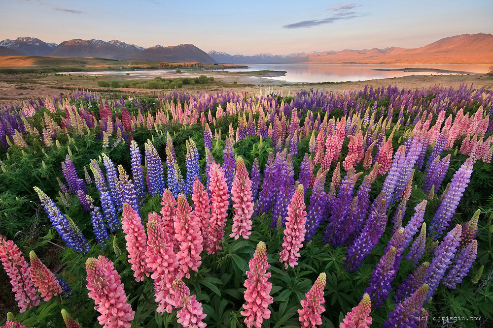 Фотография: Красота пейзажей Новой Зеландии в объективе Криса Джина №16 - BigPicture.ru