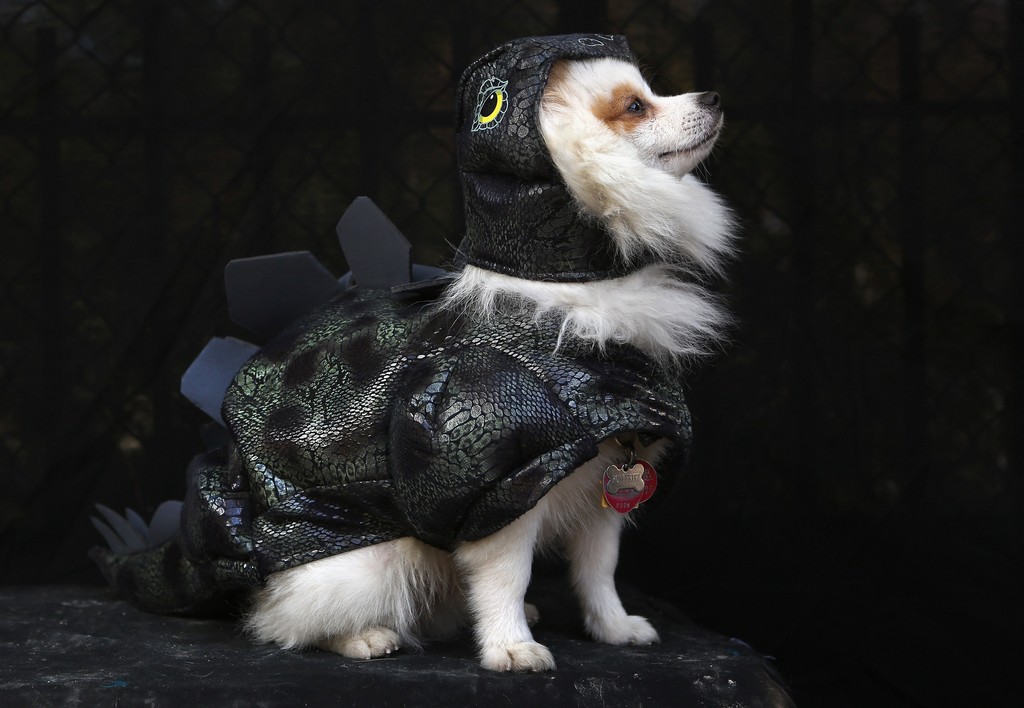Фотография: Костюмы для собак на Хэллоуин №18 - BigPicture.ru