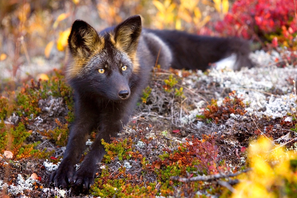 Фотография: Фотосессия любопытной чёрно-бурой лисицы №6 - BigPicture.ru