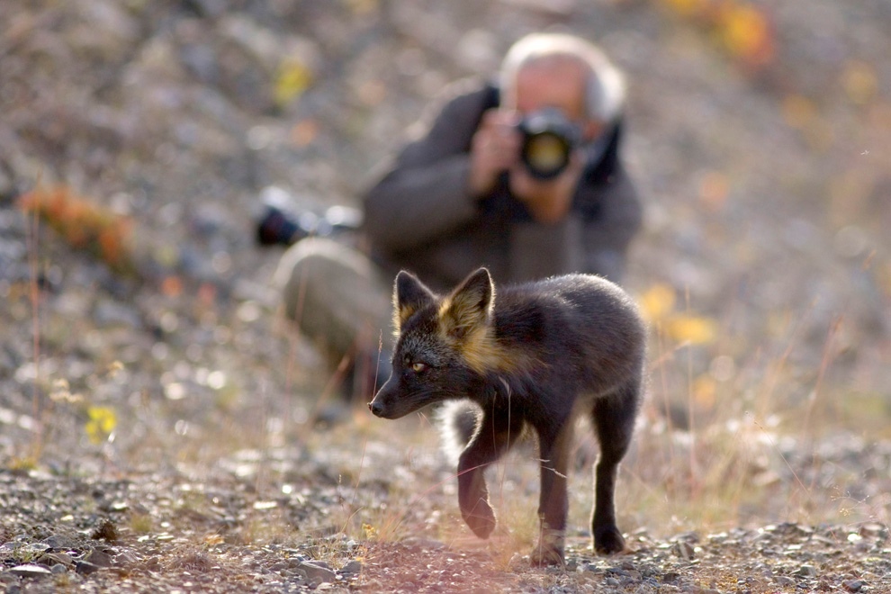 Фотография: Фотосессия любопытной чёрно-бурой лисицы №8 - BigPicture.ru