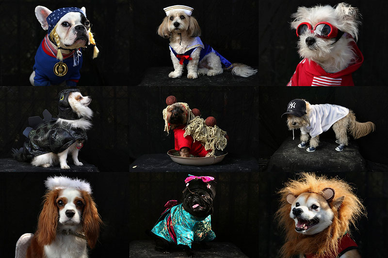 Фотография: Костюмы для собак на Хэллоуин №1 - BigPicture.ru