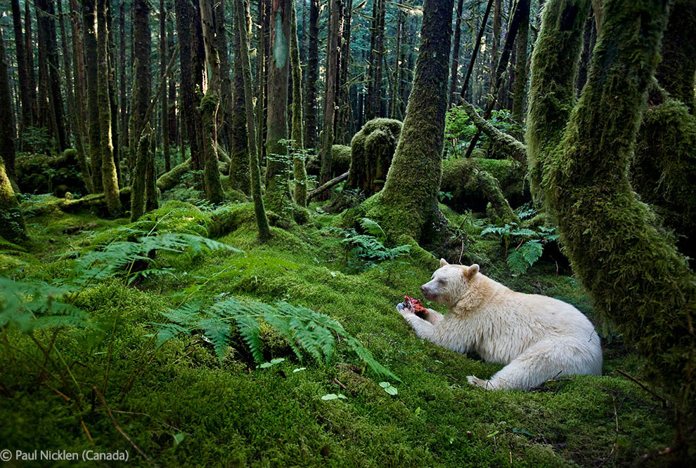 Фотография: Победители Конкурса фотографий дикой природы 2012 №38 - BigPicture.ru