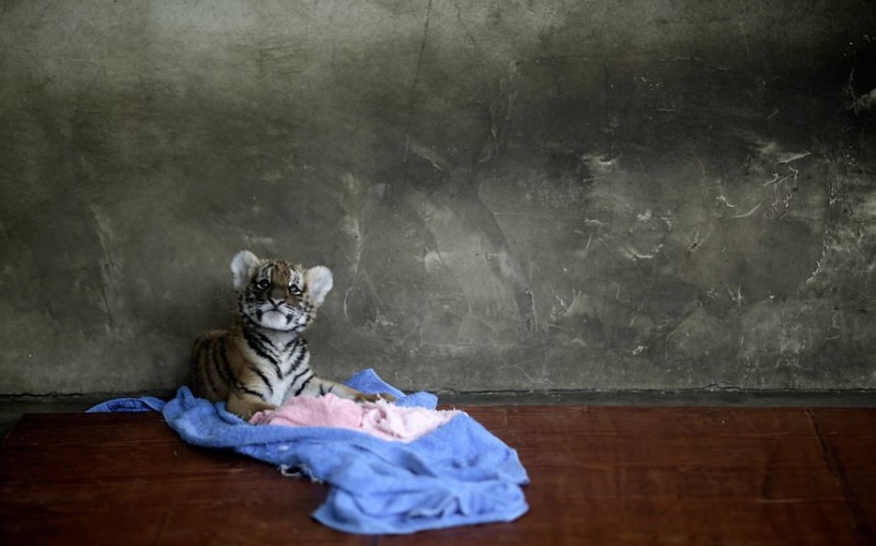 Фотография: Забавные, трогательные и интересные фотографии животных за минувшую неделю №7 - BigPicture.ru