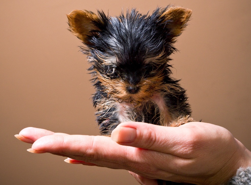 Фотография: Самая маленькая в мире собачка №2 - BigPicture.ru