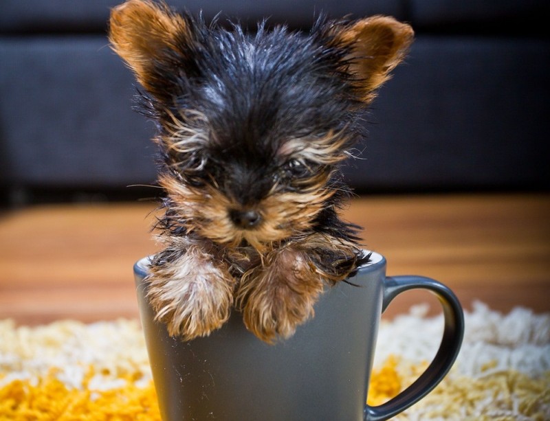 Фотография: Самая маленькая в мире собачка №1 - BigPicture.ru