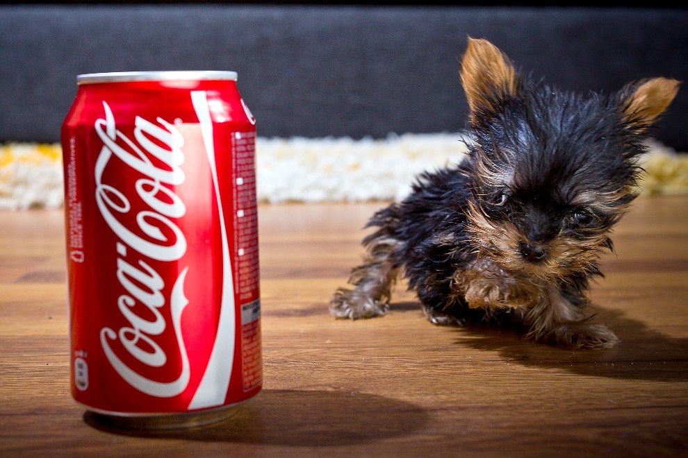 Фотография: Самая маленькая в мире собачка №6 - BigPicture.ru
