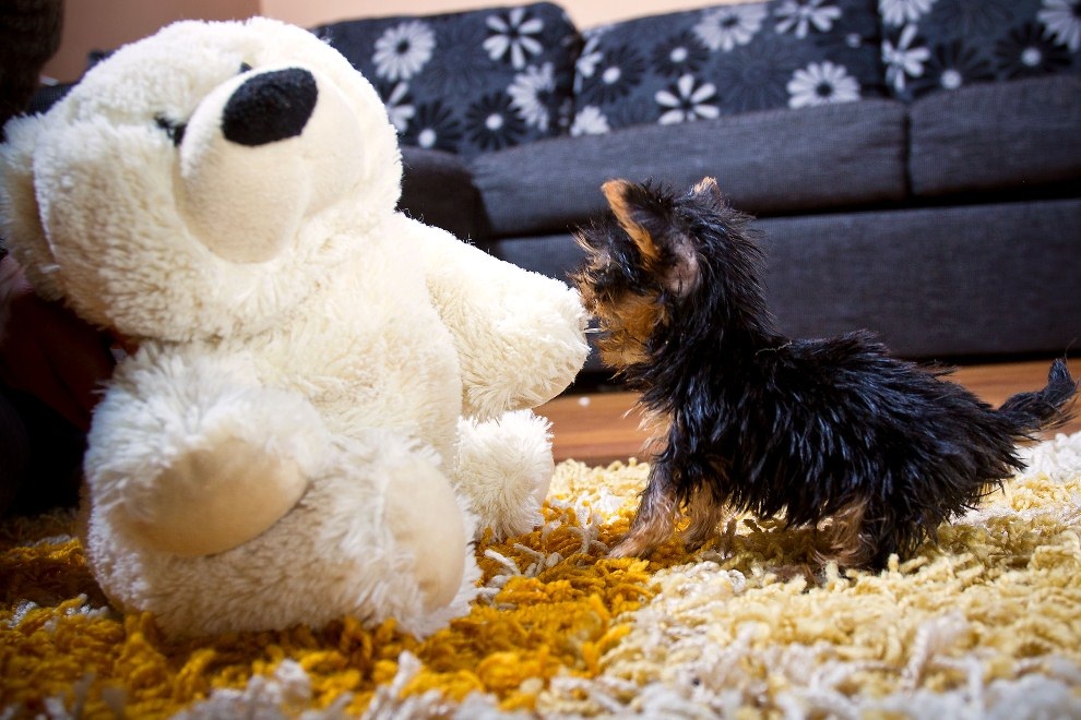 Фотография: Самая маленькая в мире собачка №7 - BigPicture.ru